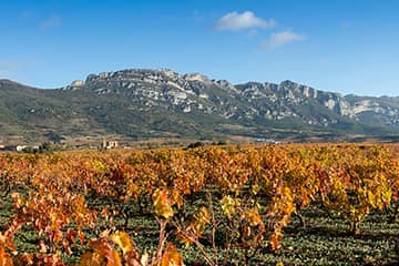 Visita viñedos de Ostatu en La Rioja