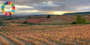 Viñedos en Rioja Alavesa