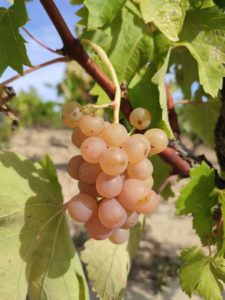 malvasia grape