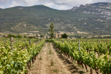 Viñedos de Ostatu en La Rioja